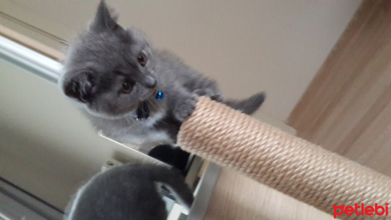 British Shorthair, Kedi  Mint fotoğrafı