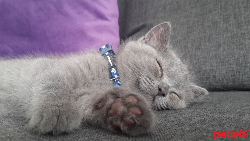 British Shorthair, Kedi  Mint fotoğrafı