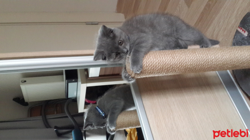 British Shorthair, Kedi  Mint fotoğrafı