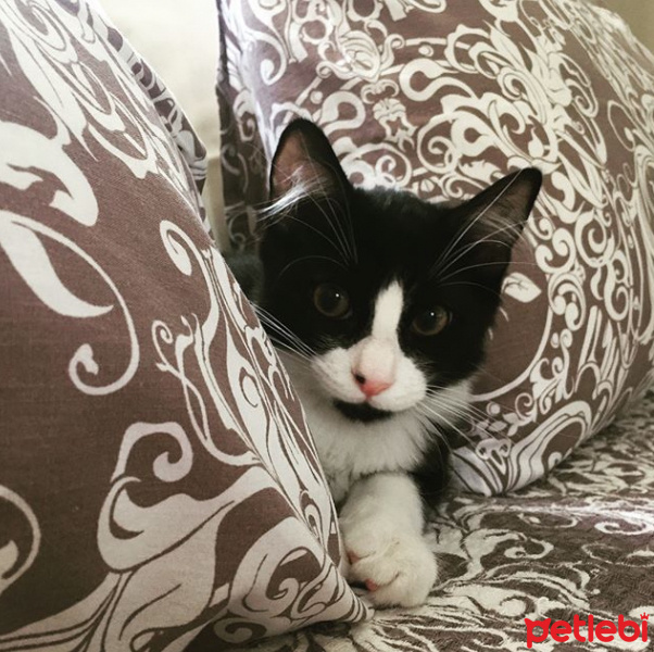 Tuxedo (Smokin) Kedi, Kedi  Bebüş fotoğrafı