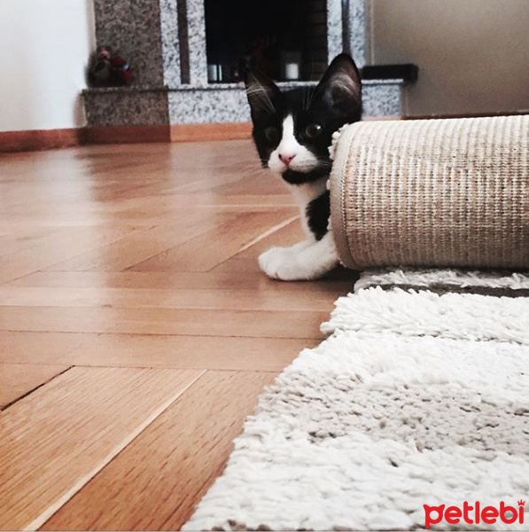 Tuxedo (Smokin) Kedi, Kedi  Bebüş fotoğrafı
