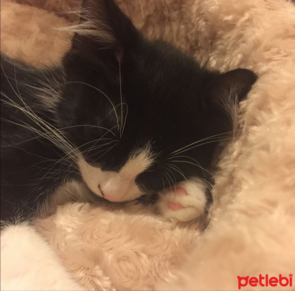 Tuxedo (Smokin) Kedi, Kedi  Bebüş fotoğrafı