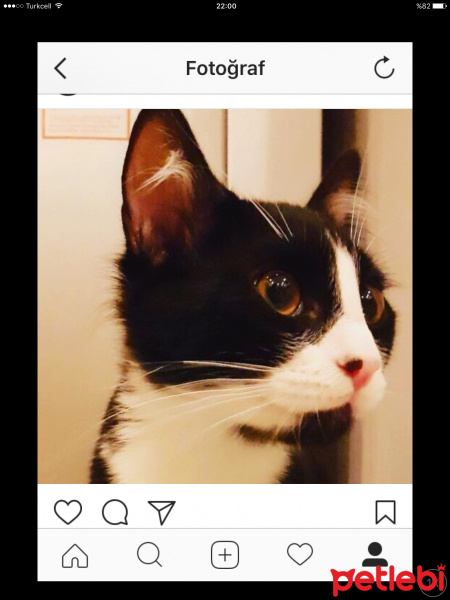 Tuxedo (Smokin) Kedi, Kedi  Bebüş fotoğrafı