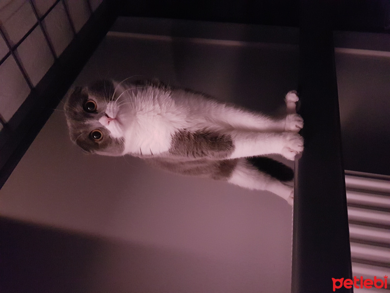 Scottish Fold, Kedi  Frida fotoğrafı