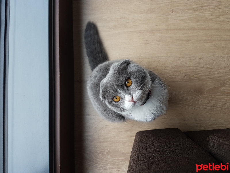 Scottish Fold, Kedi  Frida fotoğrafı