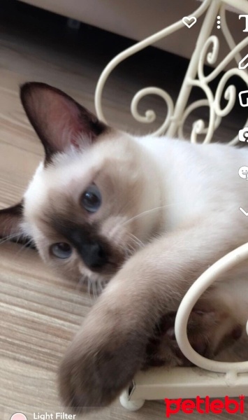 Siyam Kedisi, Kedi  maviş fotoğrafı
