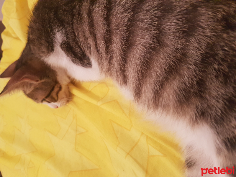 Tekir Kedi, Kedi  Ares fotoğrafı