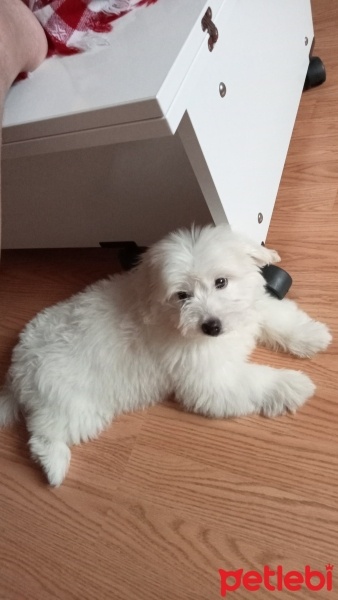 Maltese, Köpek  Tarçın fotoğrafı