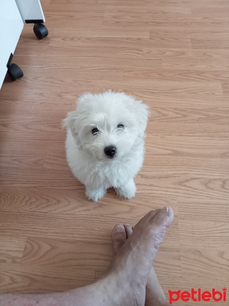 Maltese, Köpek  Tarçın fotoğrafı