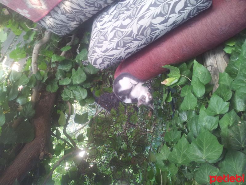 Tekir Kedi, Kedi  afacab fotoğrafı