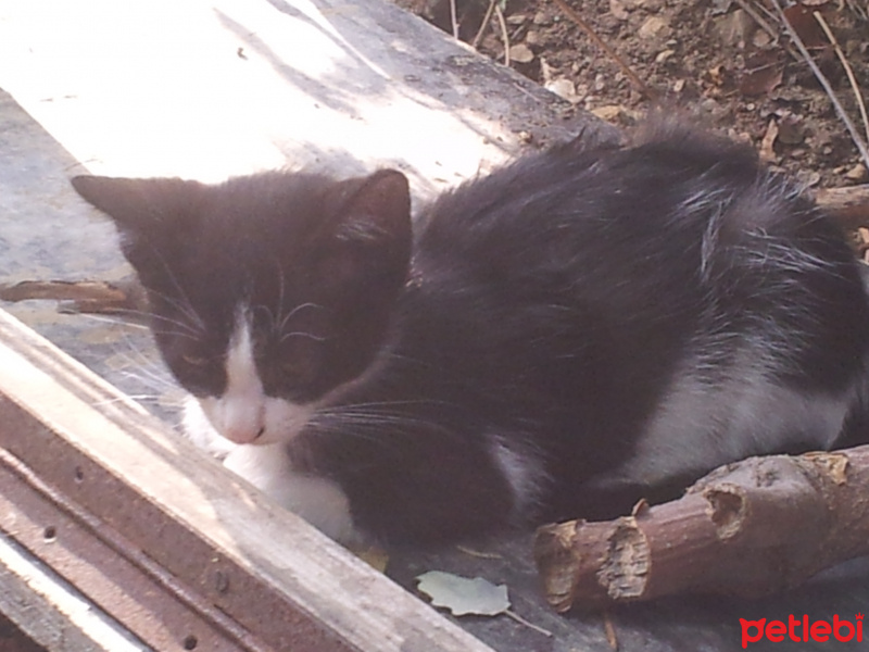 Tekir Kedi, Kedi  afacab fotoğrafı
