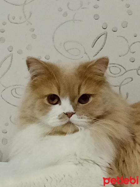 İran Kedisi (Persian), Kedi  Tarçın fotoğrafı