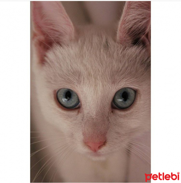 Ankara Kedisi, Kedi  Hera fotoğrafı