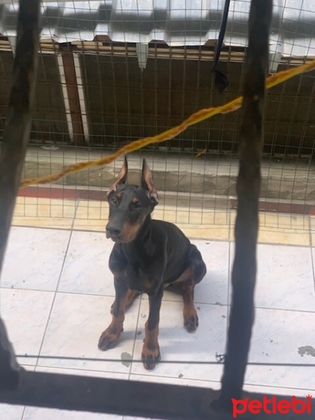 Doberman Pinscher, Köpek  Dark fotoğrafı
