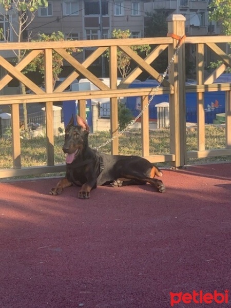 Doberman Pinscher, Köpek  Dark fotoğrafı