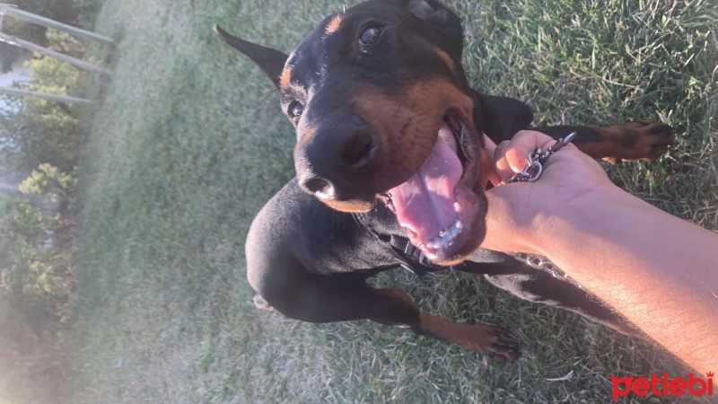 Doberman Pinscher, Köpek  Dark fotoğrafı