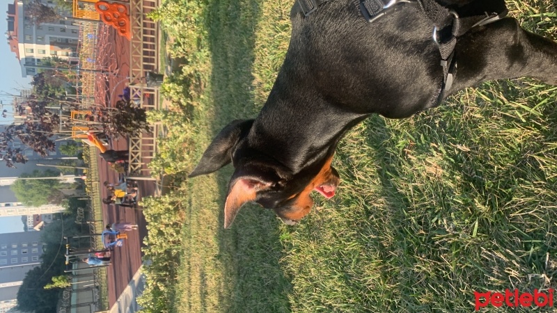 Doberman Pinscher, Köpek  Dark fotoğrafı