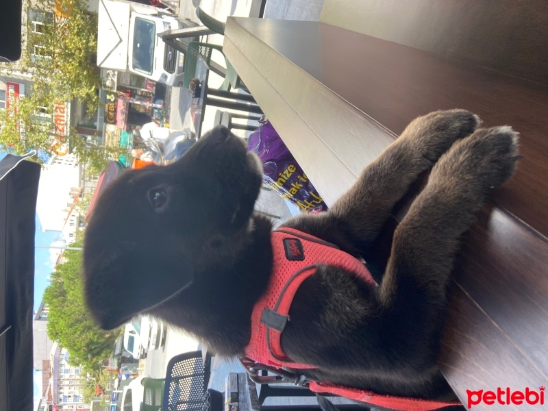 Dogo Arjantin, Köpek  Zey fotoğrafı
