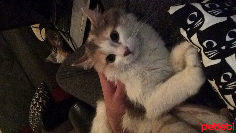 Tekir Kedi, Kedi  Piaf fotoğrafı