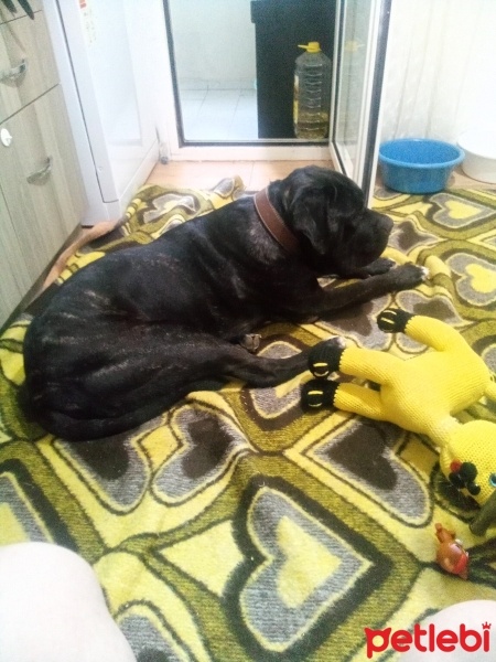 Cane Corso Italiano, Köpek  Baron fotoğrafı
