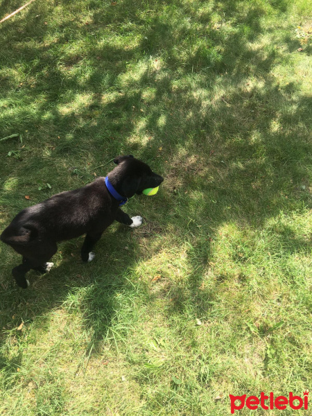 Sokö (Sokak Köpeği), Köpek  Çeşme fotoğrafı