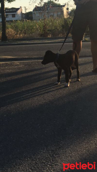 Sokö (Sokak Köpeği), Köpek  Çeşme fotoğrafı