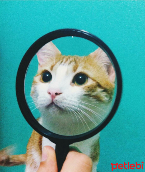 Tekir Kedi, Kedi  Saskin fotoğrafı