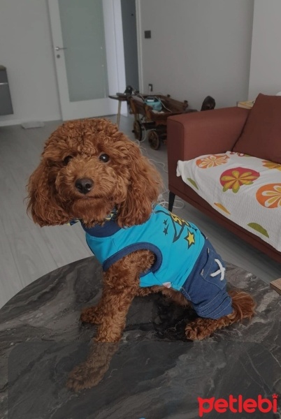 Poodle (Minyatür Kaniş), Köpek  Ateş fotoğrafı