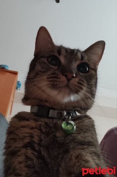 Tekir Kedi, Kedi  Mırmır fotoğrafı