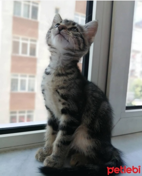 Tekir Kedi, Kedi  ŞÜKRÜ fotoğrafı
