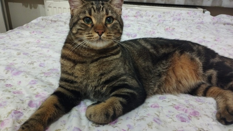 Tekir Kedi, Kedi  ŞÜKRÜ fotoğrafı