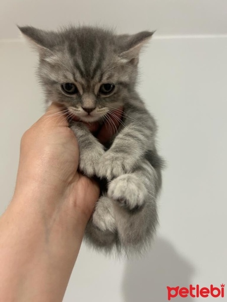 British Shorthair, Kedi  Latte fotoğrafı