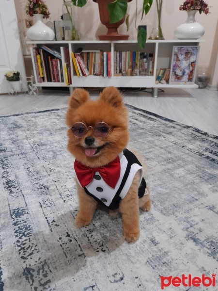 Pomeranyalı, Köpek  Lucky fotoğrafı