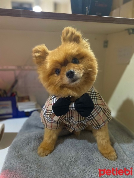 Pomeranyalı, Köpek  Lucky fotoğrafı