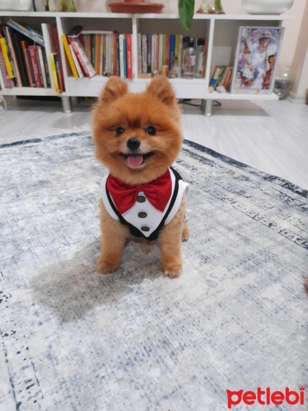 Pomeranyalı, Köpek  Lucky fotoğrafı