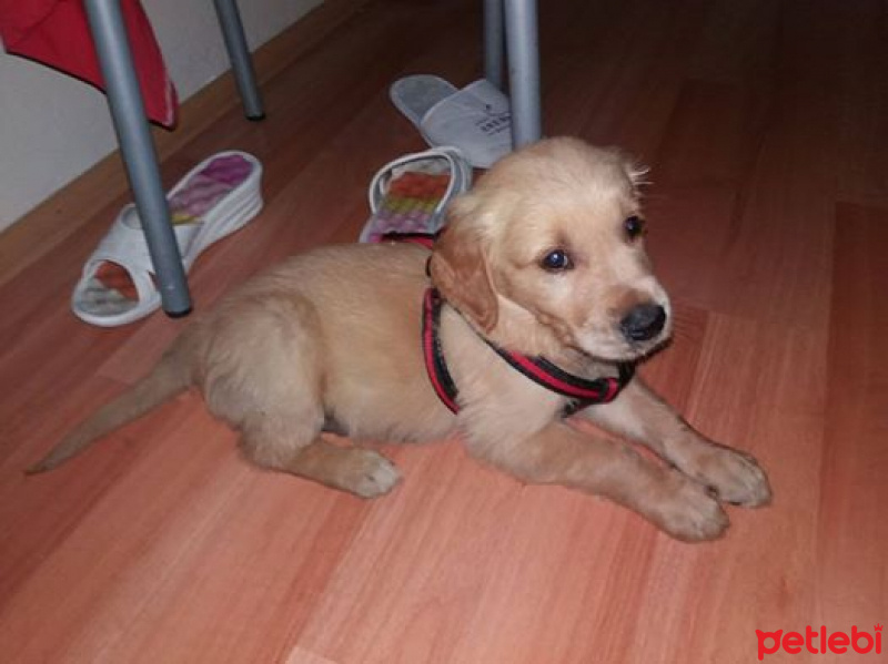 Golden Retriever, Köpek  Asil fotoğrafı