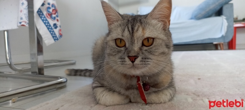 British Shorthair, Kedi  Lokum fotoğrafı