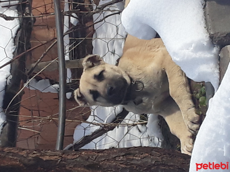 Kangal, Köpek  Boncuk fotoğrafı