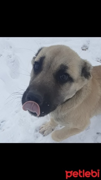 Kangal, Köpek  Boncuk fotoğrafı