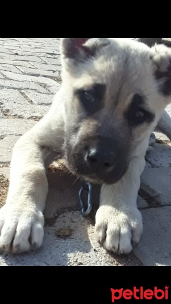 Kangal, Köpek  Boncuk fotoğrafı