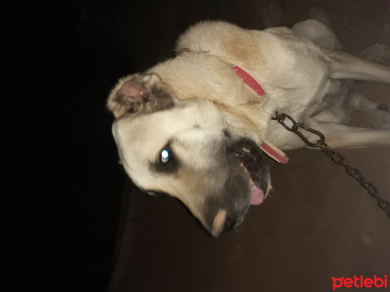 Kangal, Köpek  Saruman fotoğrafı