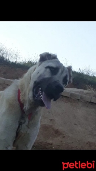 Kangal, Köpek  Saruman fotoğrafı