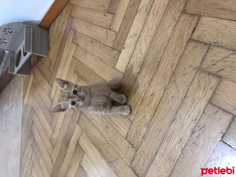 Sarman, Kedi  Pisisular fotoğrafı