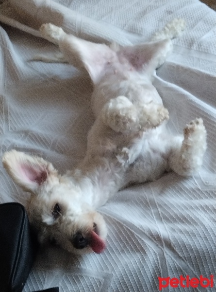 Maltese, Köpek  Sakız fotoğrafı