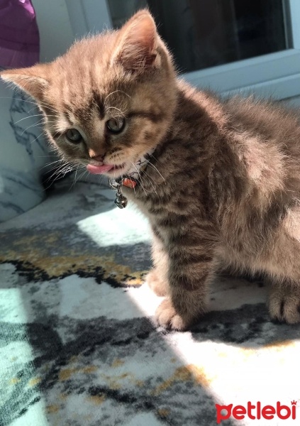 British Shorthair, Kedi  Tarçın fotoğrafı