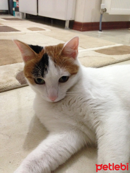 Tekir Kedi, Kedi  beyaz fotoğrafı