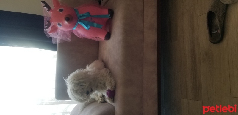 Maltese, Köpek  Cookie fotoğrafı