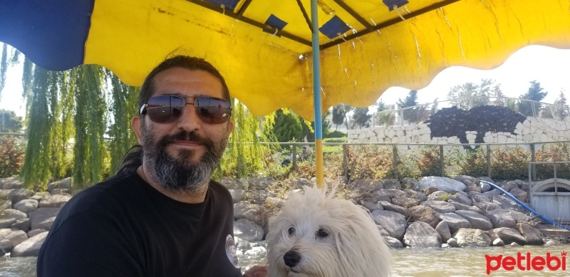 Maltese, Köpek  Cookie fotoğrafı