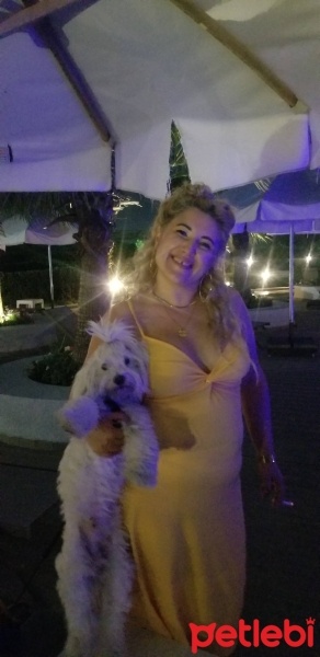 Maltese, Köpek  Cookie fotoğrafı