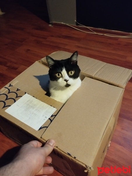 Tekir Kedi, Kedi  Ponçik fotoğrafı